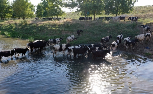 Edirne'de sıcak hava yaşamı olumsuz etkiliyor