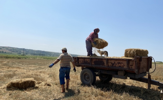 Trakya çiftçisi bayramda da üretime devam ediyor