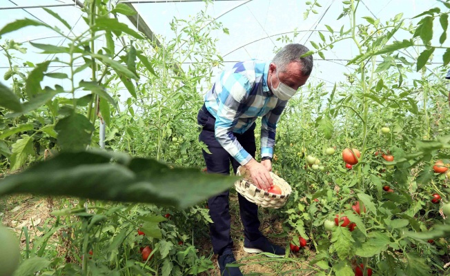  İlk hasadı Büyükakın yaptı