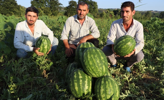 Kandıra karpuzunun hasadı başladı