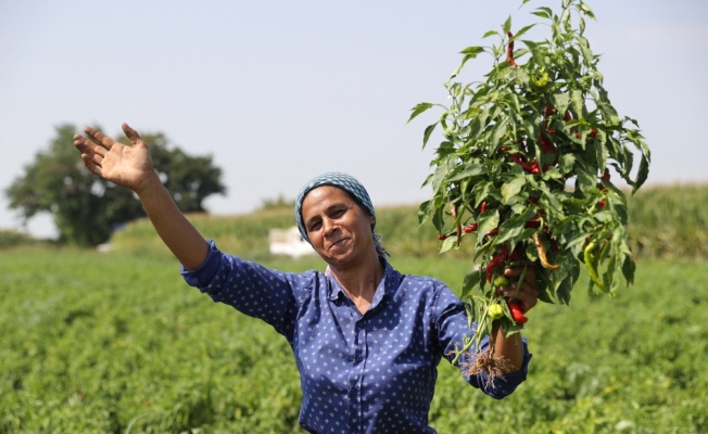 Karaağaç acı biberinde hasat başladı