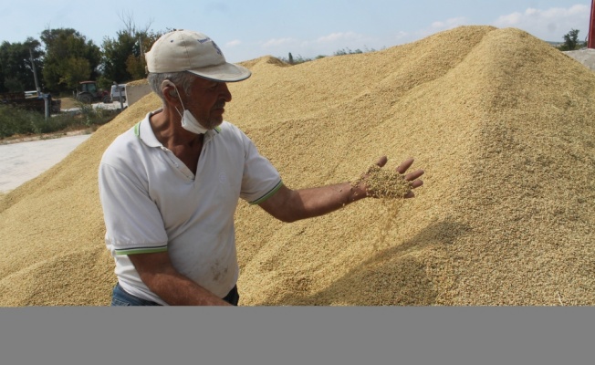 Balıkesir'de çeltik hasadı başladı