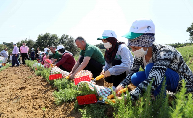 Kocaeli’de biberiye hasadı sürüyor