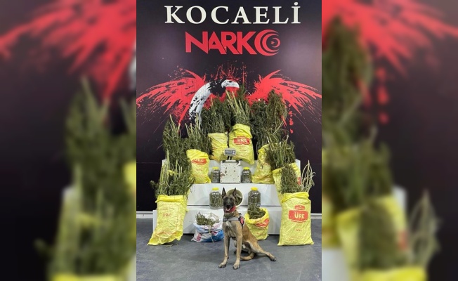 Kocaeli'de 33 kilo 450 gram esrar ele geçirildi