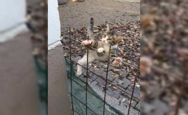 Kedi yavrusu kurtarıldı