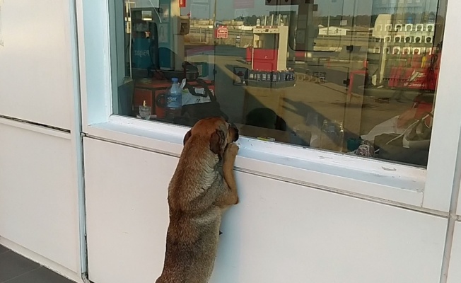 Tekirdağ'da sokakta doğuran 