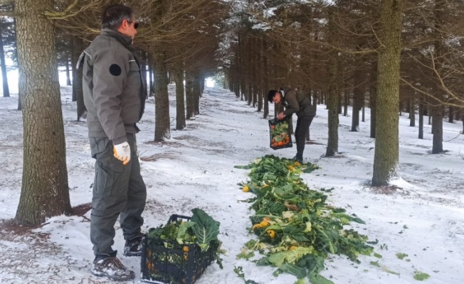 Tekirdağ'da yaban hayvanları için doğaya 750 kilogram yem bırakıldı