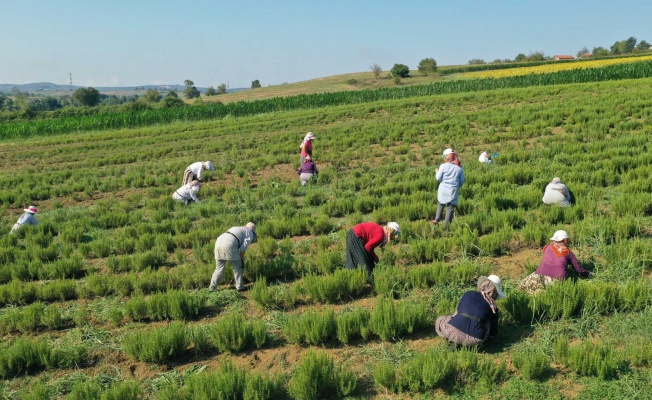 Tıbbi ve aromatik bitkilerin hasadı başladı