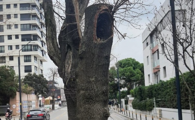 Kadıköy’de hasta ağaçların yerine yenileri dikilecek