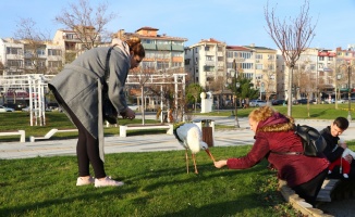 Göç etmeyen leylek Tekirdağ'ın maskotu oldu