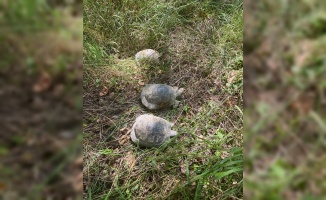 FYZoo, Mahmuzlu Kara Kaplumbağaları Doğa İle Yeniden Buluşturdu!